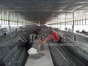 Kandang Baterai Ayam